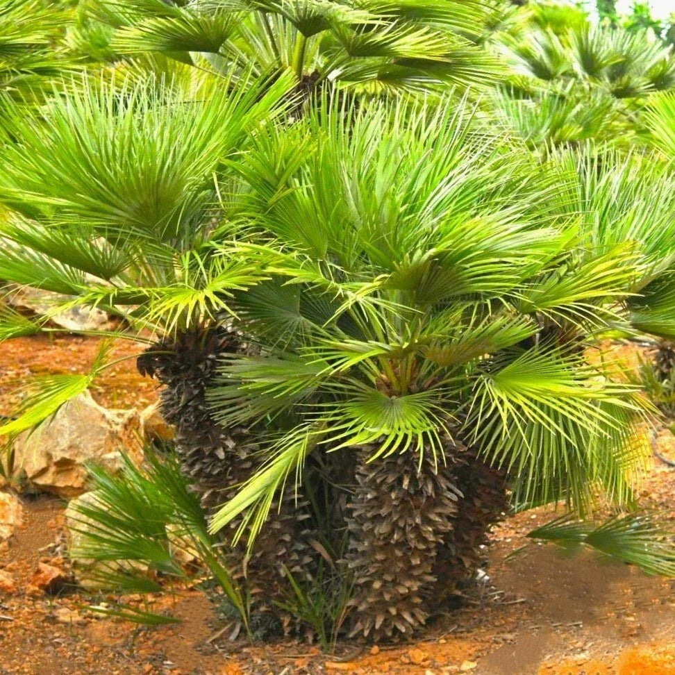 European Fan Palm Tree Seeds - Chamaerops Humilis - Palmito Seeds for Planting, Drought-Tolerant, Indoor & Outdoor Gardening