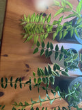 Hoya Plant Bundle - Hoya Bella Variegated & Hoya Engleriana Indoor Houseplants
