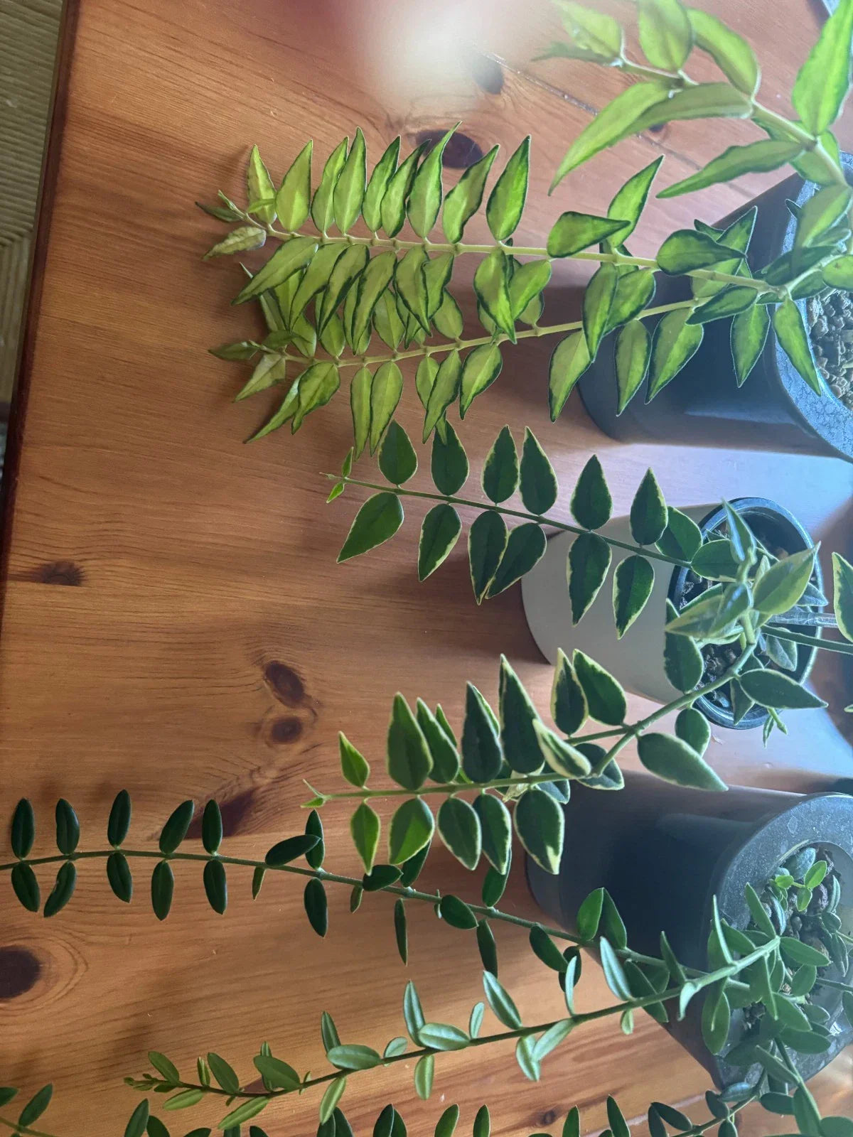 Hoya Plant Bundle - Hoya Bella Variegated & Hoya Engleriana Indoor Houseplants