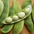 Fordhook 242 Lima Bean Seeds – Large Pods, Drought Resistant, Phaseolus lunatus, Bush Type, Annual, Green