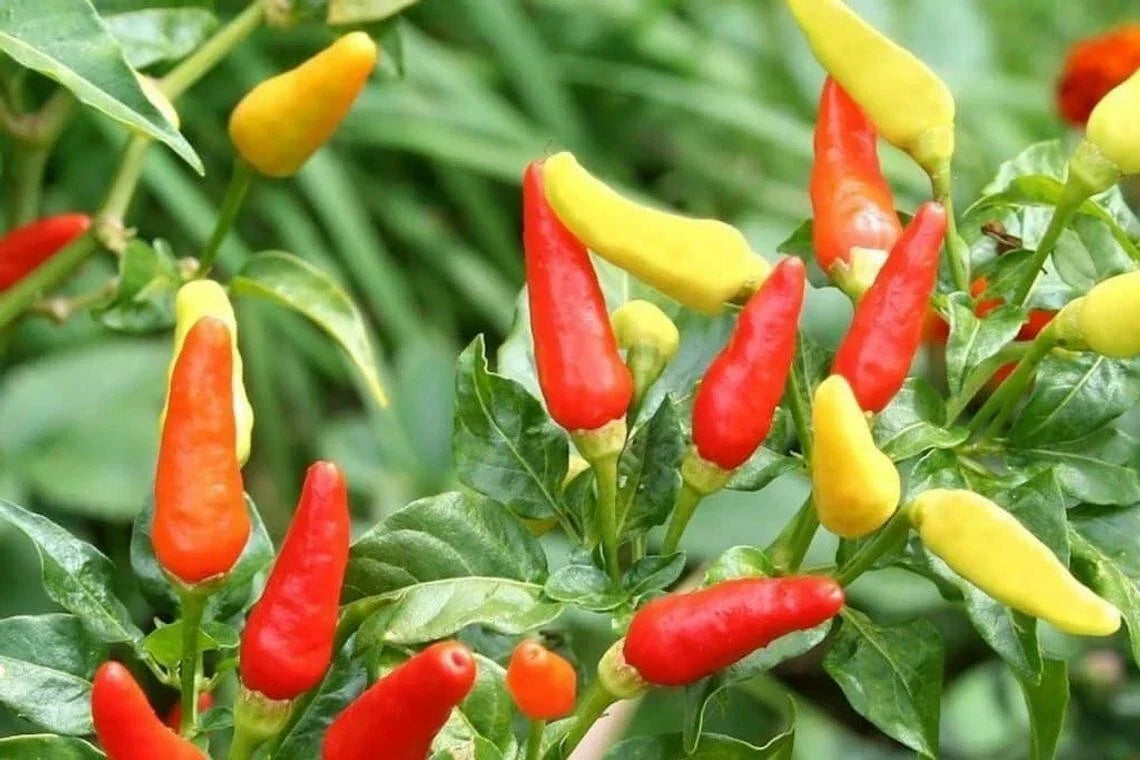 Tabasco Hot Pepper Seeds - 30+ Packets for Chili Sauce, Capsicum frutescens, Culinary & Garden Use