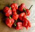 Super-Hot Scorpion Butch T Red Pepper Seeds – 20 Premium Capsicum chinense Hot Pepper Seeds for Spicy Dishes & Salsa