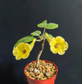 Uncarina Ankaranensis 4" Rare Madagascar Flowering Succulent Caudex Plant