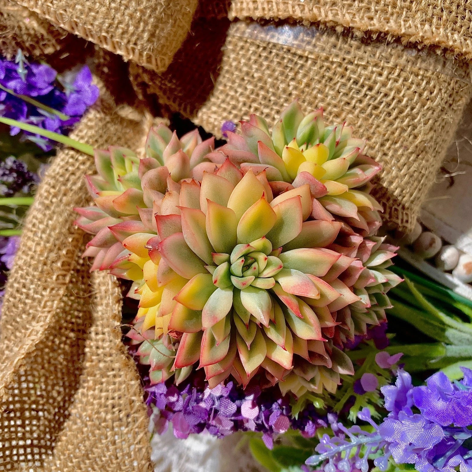 Echeveria Mebina Variegata Succulent Plant 3-Inch Live Indoor Green Decor, Drought-Tolerant, Low Maintenance