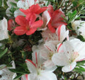 Azalea Starter Plant - White & Peach Striped Flowers - Rhododendron Deciduous Garden Shrub