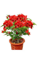 Jamaican Red Bougainvillea Starter Plant – Small Well-Rooted Tropical Vine – Vibrant Red Flowers – Bougainvillea glabra
