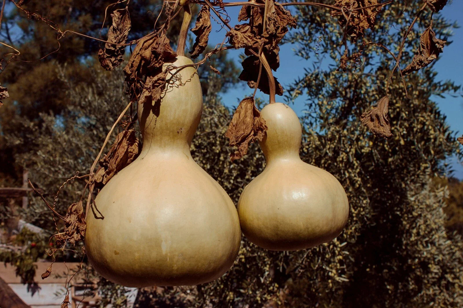 Birdhouse Gourd Seeds, Calabash, Chinese Buddha Squash, Lagenaria siceraria, Decorative Gourds, Crafting & Garden Plant