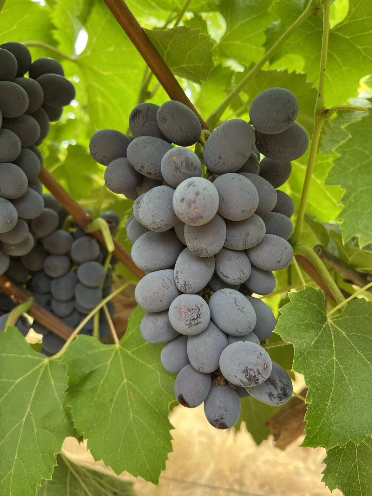 Jupiter Seedless Grape Cuttings - 5pcs Vitis vinifera Fruit-Bearing Climbing Vine for Home Gardens & Patio