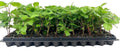 Bare Root Thornless Blackberry Plants – Apache Variety, Fruit Starter Shrubs for Garden, Landscape, Rubus