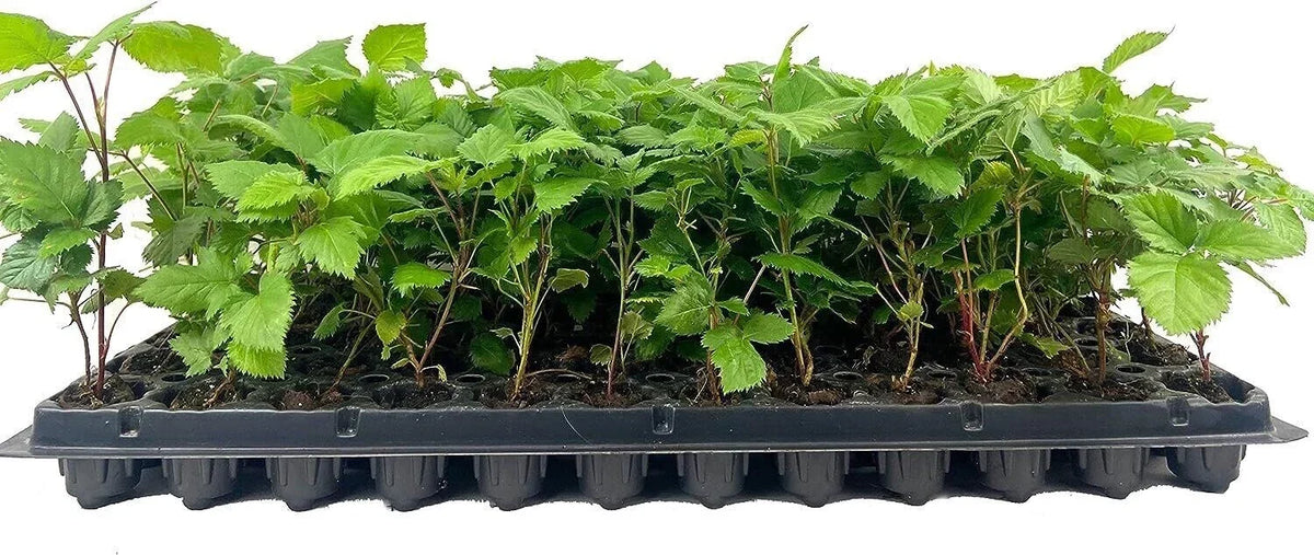 Bare Root Thornless Blackberry Plants – Apache Variety, Fruit Starter Shrubs for Garden, Landscape, Rubus