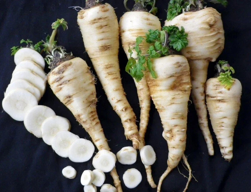 Harris Model Parsnip Seeds - 4000 Heirloom, Early Maturing, Hardy, Nutty Flavor, Pastinaca sativa, Bulk Seed Pack