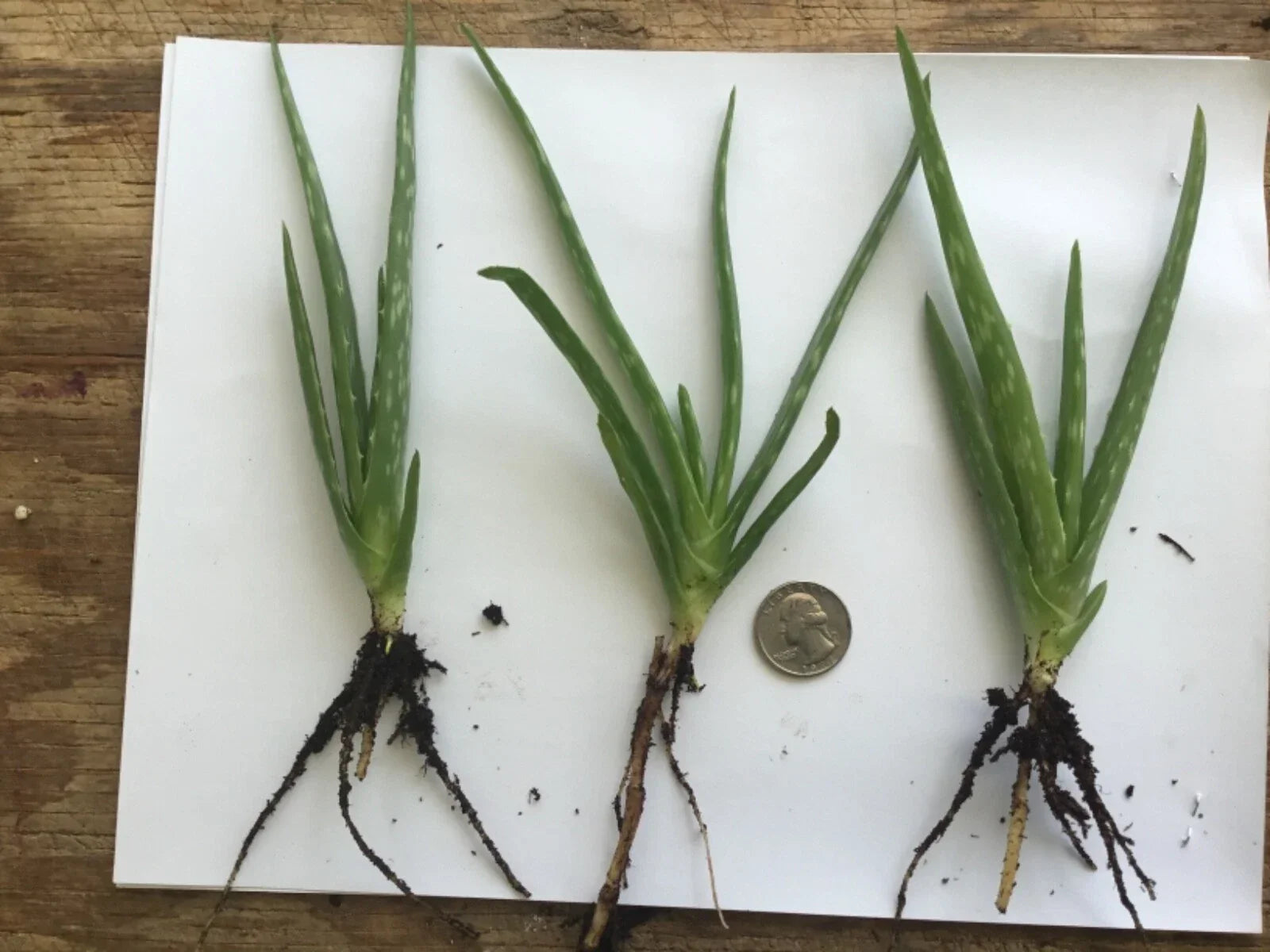 Organic Aloe Vera Plant Bare Root Live Plant Aloe barbadensis miller for Indoor Outdoor Garden