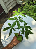 Silk Floss Tree Live Plant 12-14" Ceiba speciosa Tropical Indoor or Outdoor Tree Plug