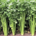 Chinese Celery Seeds - Non-GMO Heirloom Apium graveolens, 300+ Seeds for Home Gardening, Culinary Use