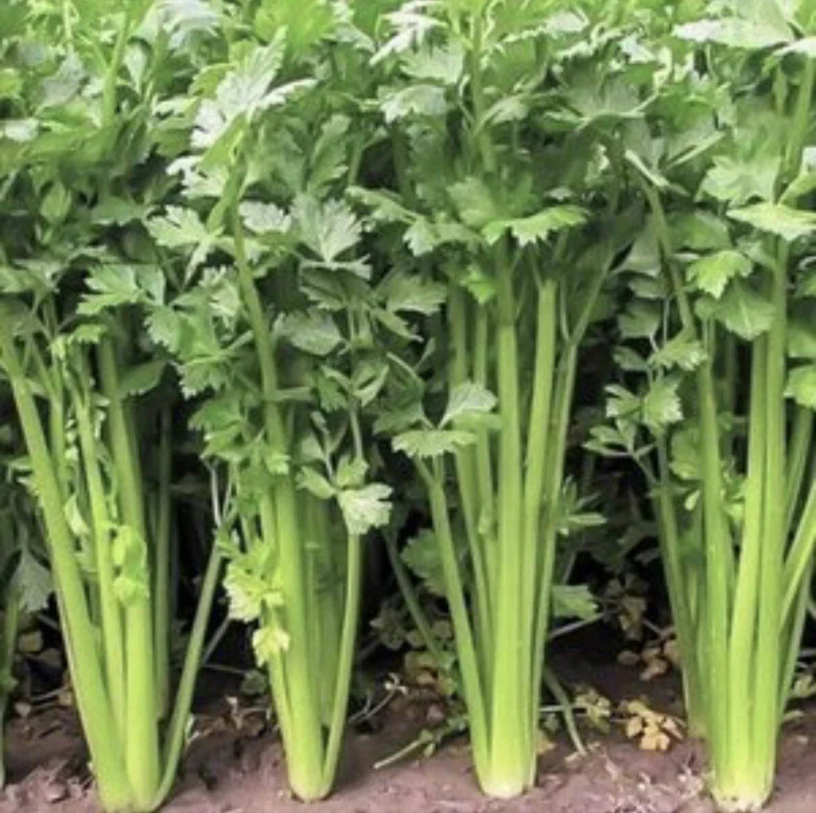 Chinese Celery Seeds - Non-GMO Heirloom Apium graveolens, 300+ Seeds for Home Gardening, Culinary Use