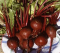Heirloom Detroit Dark Red Beet Seeds, Organic Beta vulgaris, Non-GMO Vegetable Seeds, 25 Pack for Home Gardening and Cooking