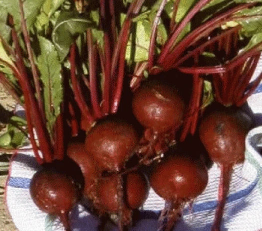 Heirloom Detroit Dark Red Beet Seeds, Organic Beta vulgaris, Non-GMO Vegetable Seeds, 25 Pack for Home Gardening and Cooking