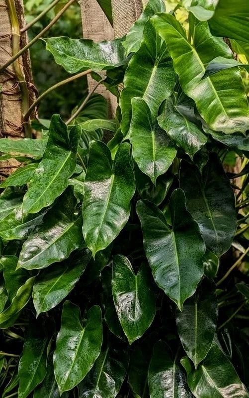Philodendron 'Burle Marx' Plant with Roots | Easy to Grow Tropical Indoor Plant