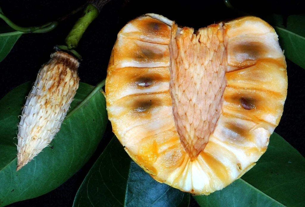 Pond Apple Tree Seeds - 5 Pack - Rare Annona glabra Tropical Alligator Apple Fruit Seeds