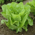 Jericho Romaine Lettuce Seeds - Non-GMO Lactuca sativa for Home Garden, Salad Greens, Container Planting