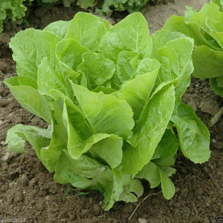 Jericho Romaine Lettuce Seeds - Non-GMO Lactuca sativa for Home Garden, Salad Greens, Container Planting
