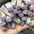Assorted Leaf Rooted Succulent Plants - 20 Varieties for Home and Garden