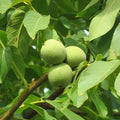 Live Black Walnut Tree Plant 10-40 Inches Juglans nigra in Container for Garden or Landscape