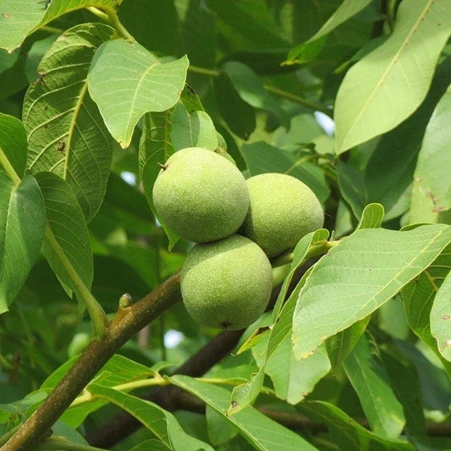 Live Black Walnut Tree Plant 10-40 Inches Juglans nigra in Container for Garden or Landscape