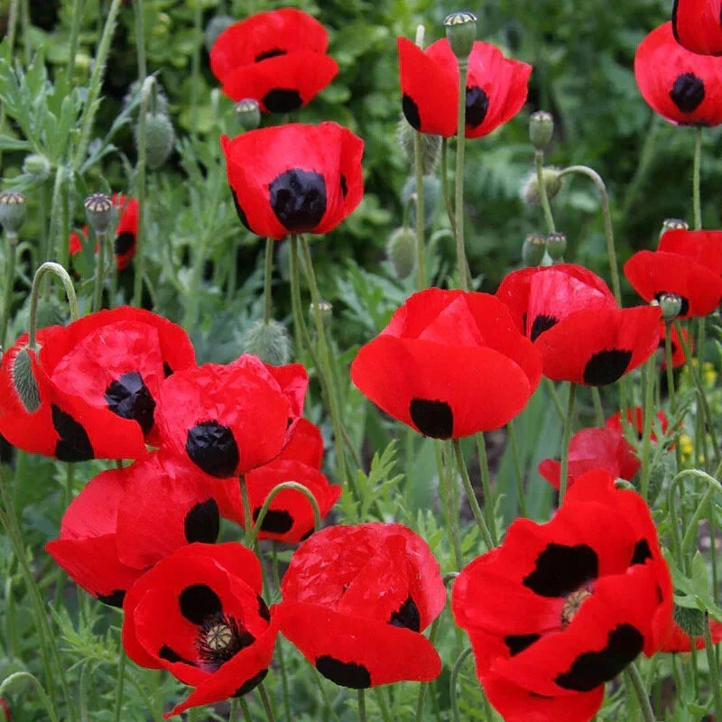 Crimson Red Black Lady Bug Poppy Seeds – Non-GMO Papaver rhoeas, Attracts Butterflies, 500 Seeds, Annual Wildflower Garden Plant