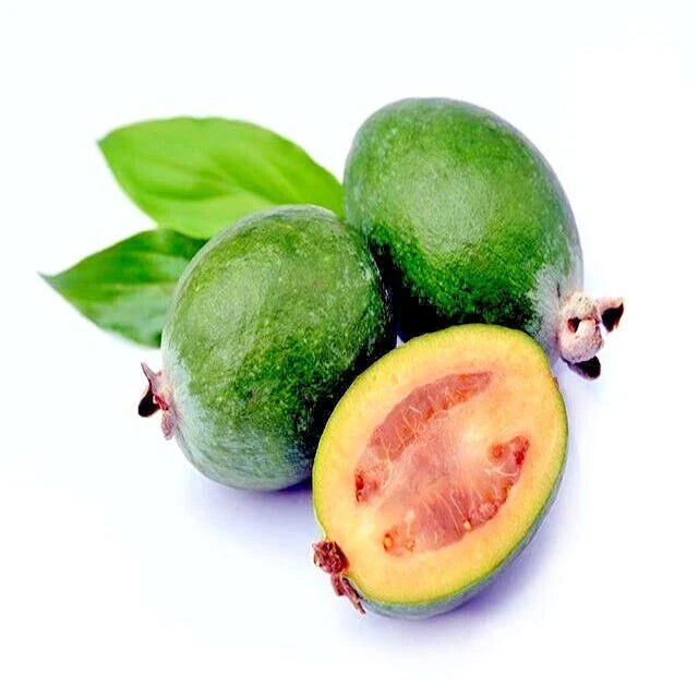 Pineapple Guava Tree Seeds 20 Pack, Brazilian Fig Guava, Tropical Fruit Plant, Feijoa sellowiana