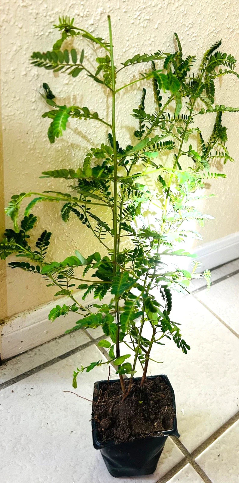 Organic Stone Breaker Plants 14" Phyllanthus niruri Chanca Piedra Live Herb 2 Pack for Kidney Support