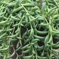 String of Bananas Succulent Plant, Live Senecio radicans, Indoor Houseplant, Trailing Greenery, Easy Care, 4-Inch Pot