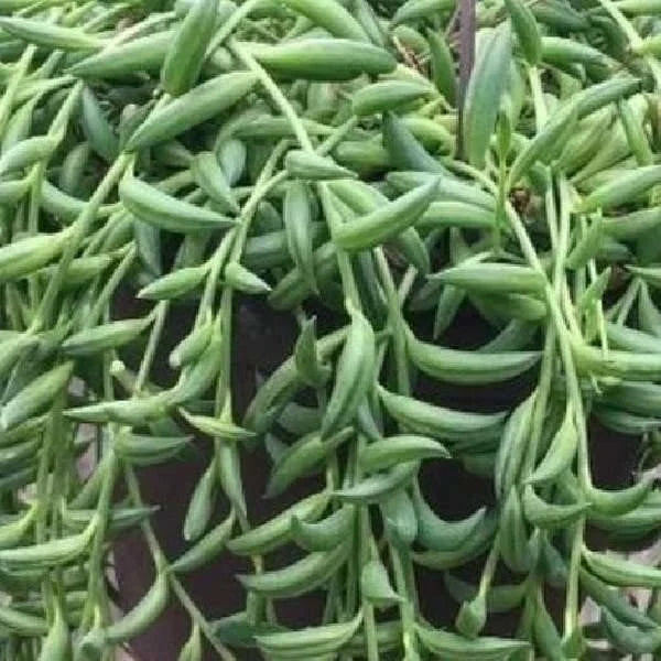 String of Bananas Succulent Plant, Live Senecio radicans, Indoor Houseplant, Trailing Greenery, Easy Care, 4-Inch Pot