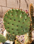 Live Cactus Pad Cutting - Opuntia Aciculata Chenille Prickly Pear Succulent Plant for Indoor & Outdoor Gardening