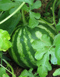 Sugar Baby Watermelon Seeds - Non-GMO Citrullus lanatus Fruit Seeds for Garden, Small Round Watermelons, 30+ Seeds