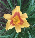 Daylily Plants - 4 Bare Root Red Eye Stella de Oro Hemerocallis 'Stella de Oro' Perennials