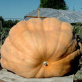 Dill's Atlantic Giant Pumpkin Seeds - Heirloom Non-GMO Cucurbita maxima for Giant Pumpkins, 5 Pack