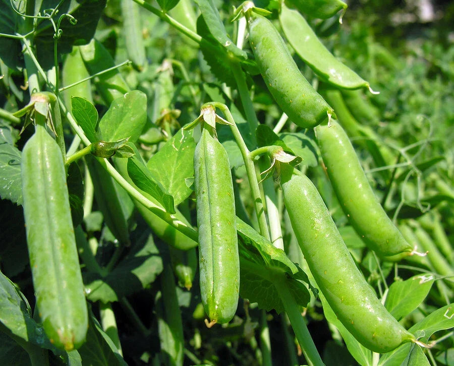 Super Sugar Snap Pea Seeds - Heirloom Green Vegetable Seeds for Garden Planting - Pisum sativum var. macrocarpon