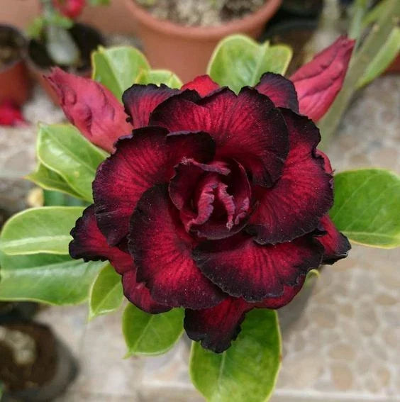 Red Black Desert Rose Seeds - 4 Adenium obesum Perennial Flower Seeds for Indoor & Outdoor Gardening