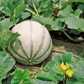Charentais Melon Seeds - Heirloom Non-GMO Cucumis melo for Home Garden, Juicy, Aromatic Melons, Seed Packet