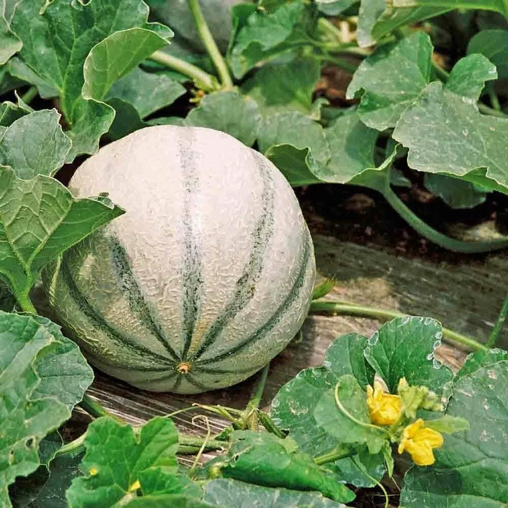Charentais Melon Seeds - Heirloom Non-GMO Cucumis melo for Home Garden, Juicy, Aromatic Melons, Seed Packet