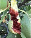 Fig Tree Cuttings - 10 White Adriatic Ficus carica Fruit Tree Clippings for Growing, Easy to Root, Juicy Figs, Free US Shipping