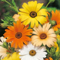 African Daisy Seeds - Heirloom Non-GMO Flower Seeds - Arctotis stoechadifolia - Colorful Blooms, Easy to Grow, Compact Plant