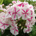 Twister Phlox Seeds - 50 Perennial Flower Seeds for Borders, Butterfly Attracting, Phlox paniculata, US Seller