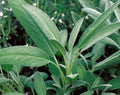 Broadleaf Sage Seeds - 50+ Perennial Herb, Culinary Sage, Salvia officinalis, Garden Herb, Easy to Grow Seeds