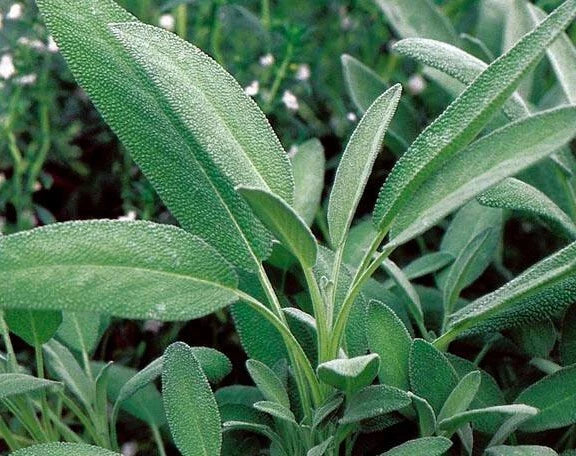 Broadleaf Sage Seeds - 50+ Perennial Herb, Culinary Sage, Salvia officinalis, Garden Herb, Easy to Grow Seeds