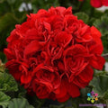 Presto Dark Red Geranium Seeds - 25+ Pelargonium × hortorum for Garden Beds & Containers