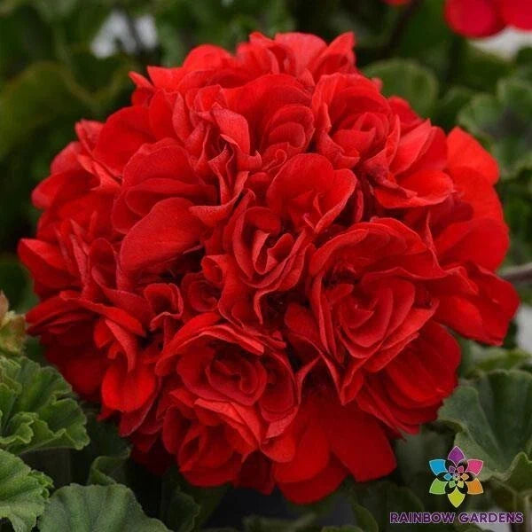 Presto Dark Red Geranium Seeds - 25+ Pelargonium × hortorum for Garden Beds & Containers