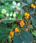 Twoleaf Nightshade Seeds - Organic Solanum diphyllum Seed Pack, Rare Perennial Plant for Garden, 100+ Seeds