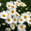 Shasta Daisy Seeds - 500 Non-GMO Heirloom Perennial Flower Seeds for Garden, Chrysanthemum maximum
